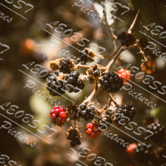 Blackberry Août 2021