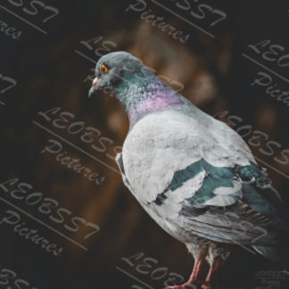 Pigeons Mars 2022
